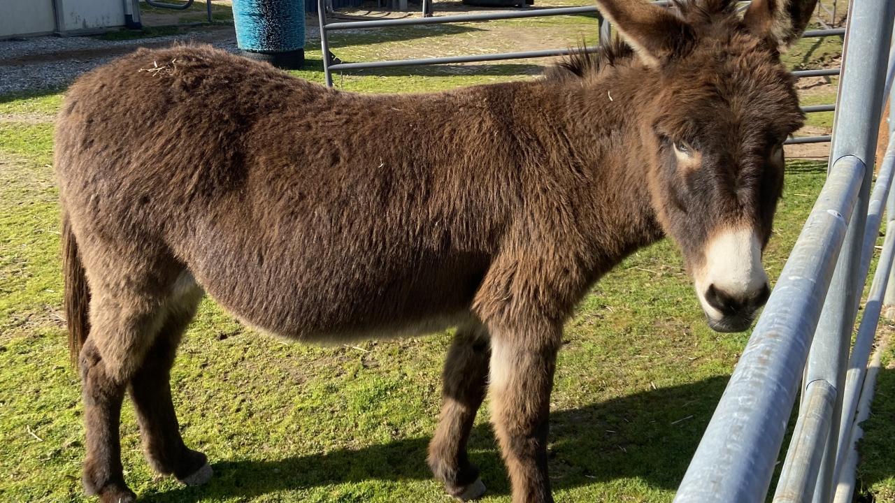 Donkey Saved After Oleander Poisoning | School of Veterinary Medicine