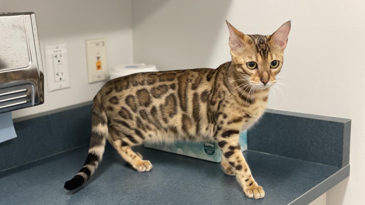 Bengal cat in examination room at UC Davis veterinary hospital