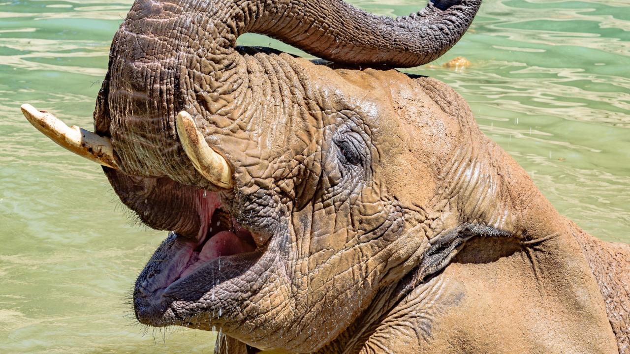 elephant playing in pool of water