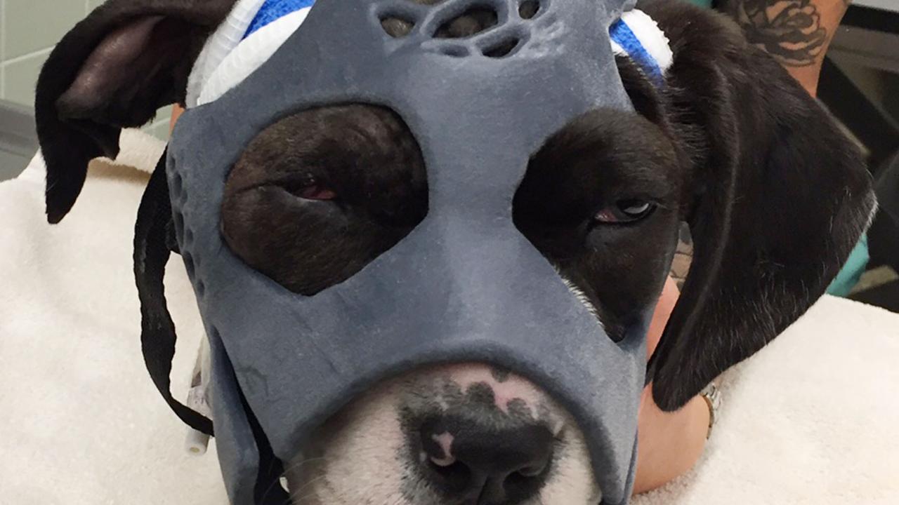 mask on dog