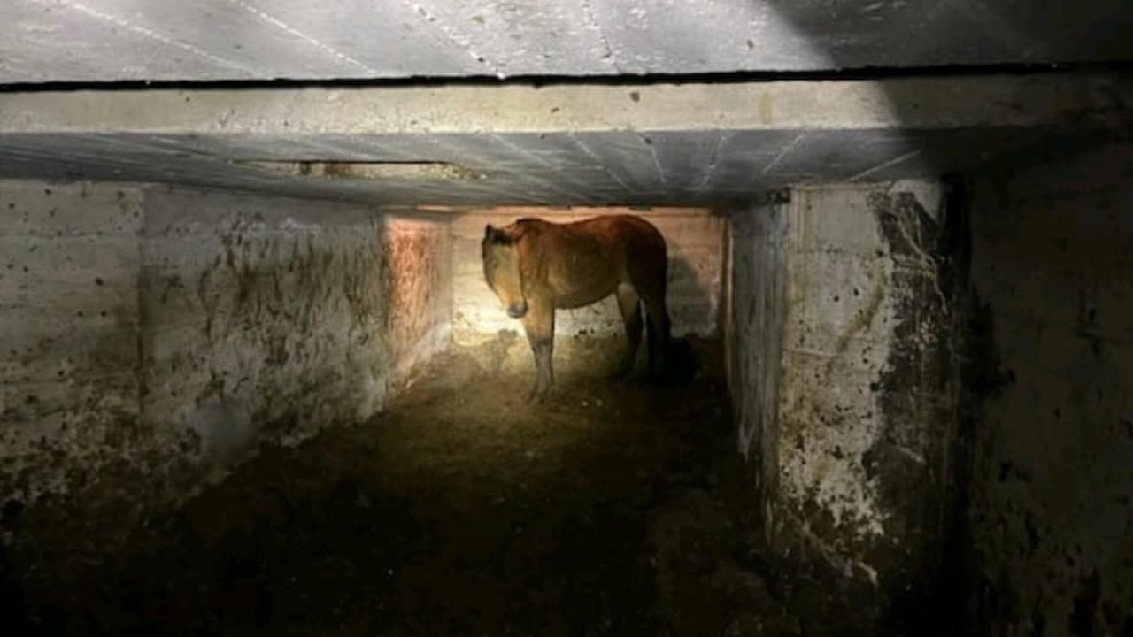 horse in room with low ceiling