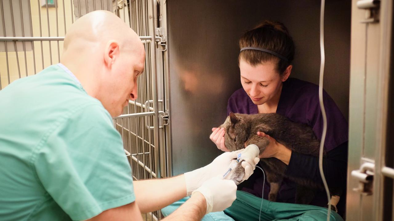 veterinarian and technician treating a cat