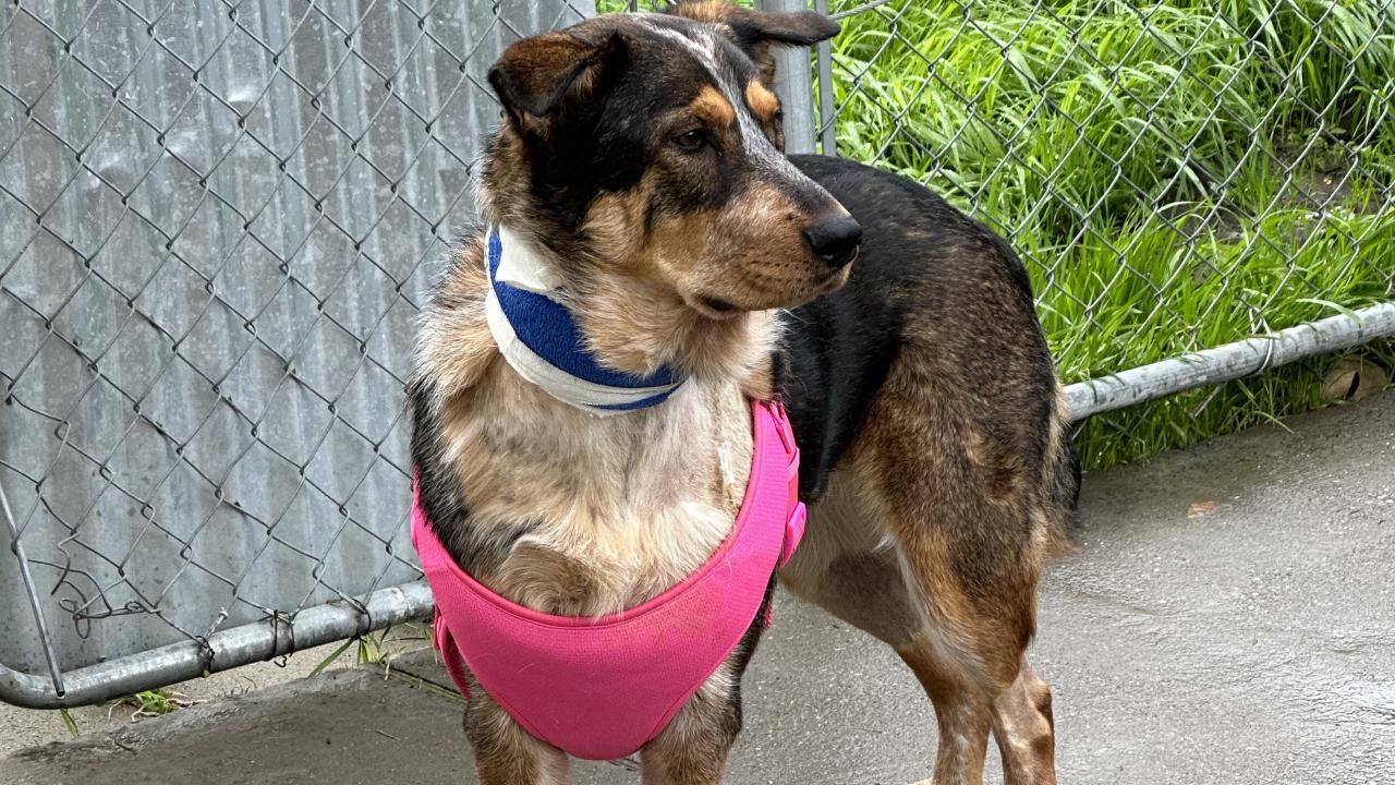 Mija the dog with bandage on neck