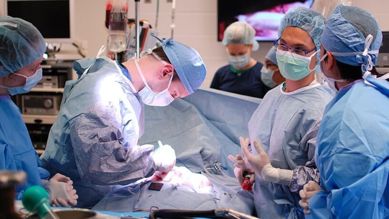 veterinarians performing surgery