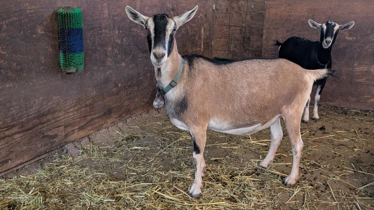 goat standing in stall