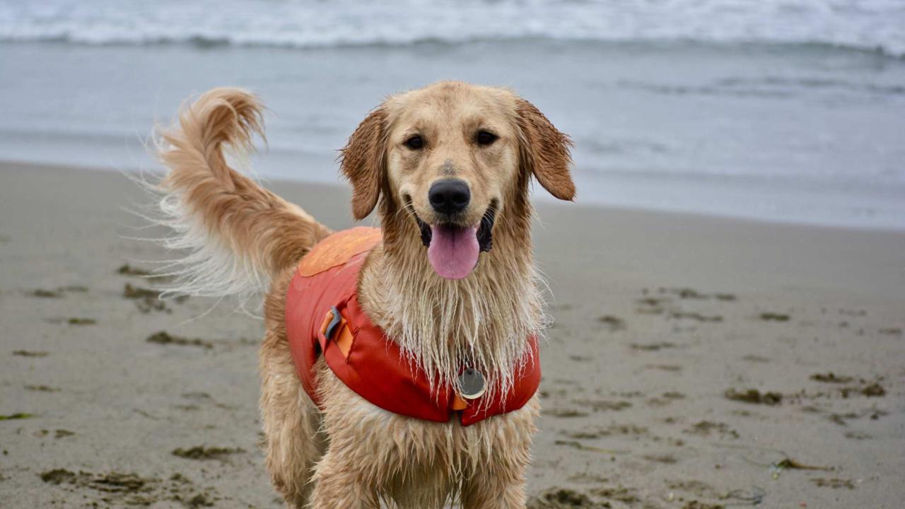 wet golden retriever on beach