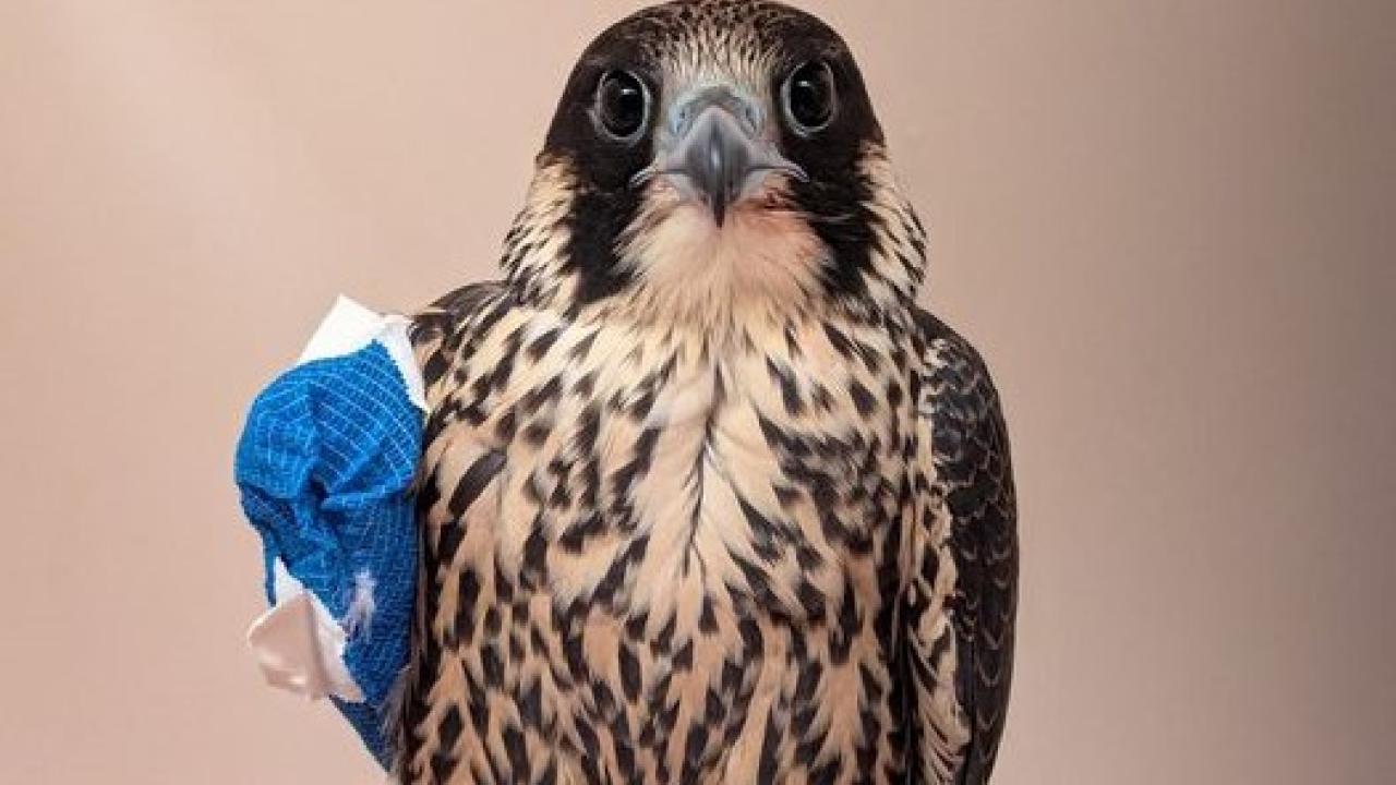 falcon with bandage on wing