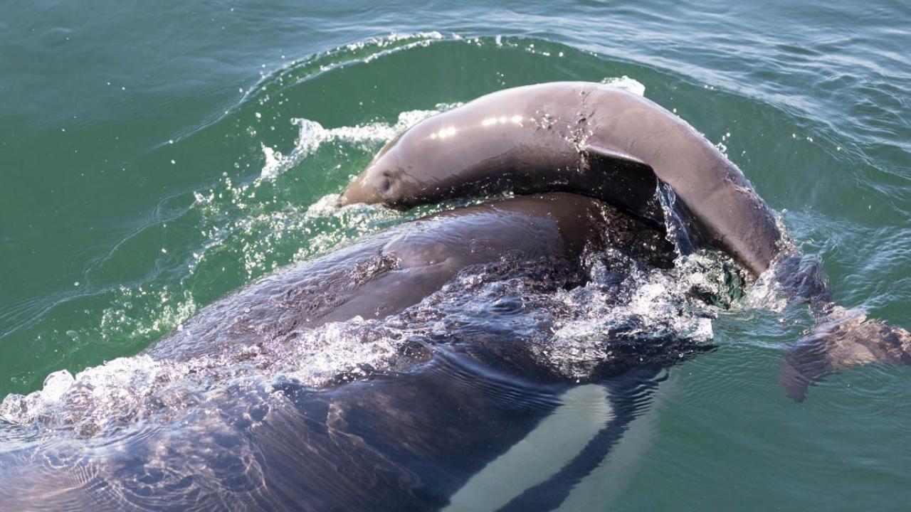 orca tossing porpoise