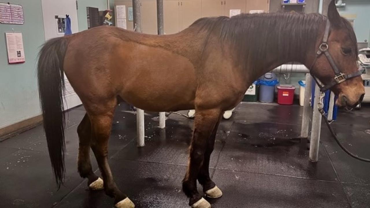 horse standing in examination room