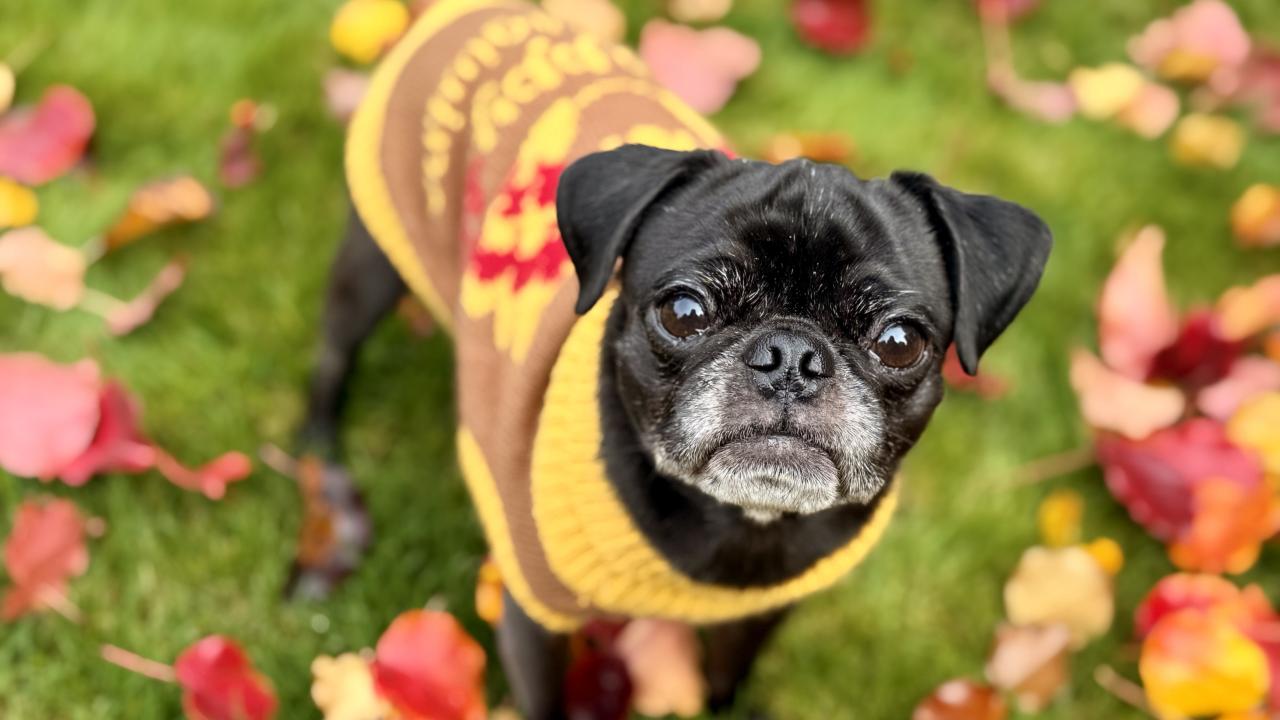 black pug dog wearing sweater in fall weather setting