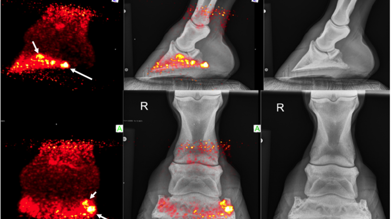 PET scan of horse foot