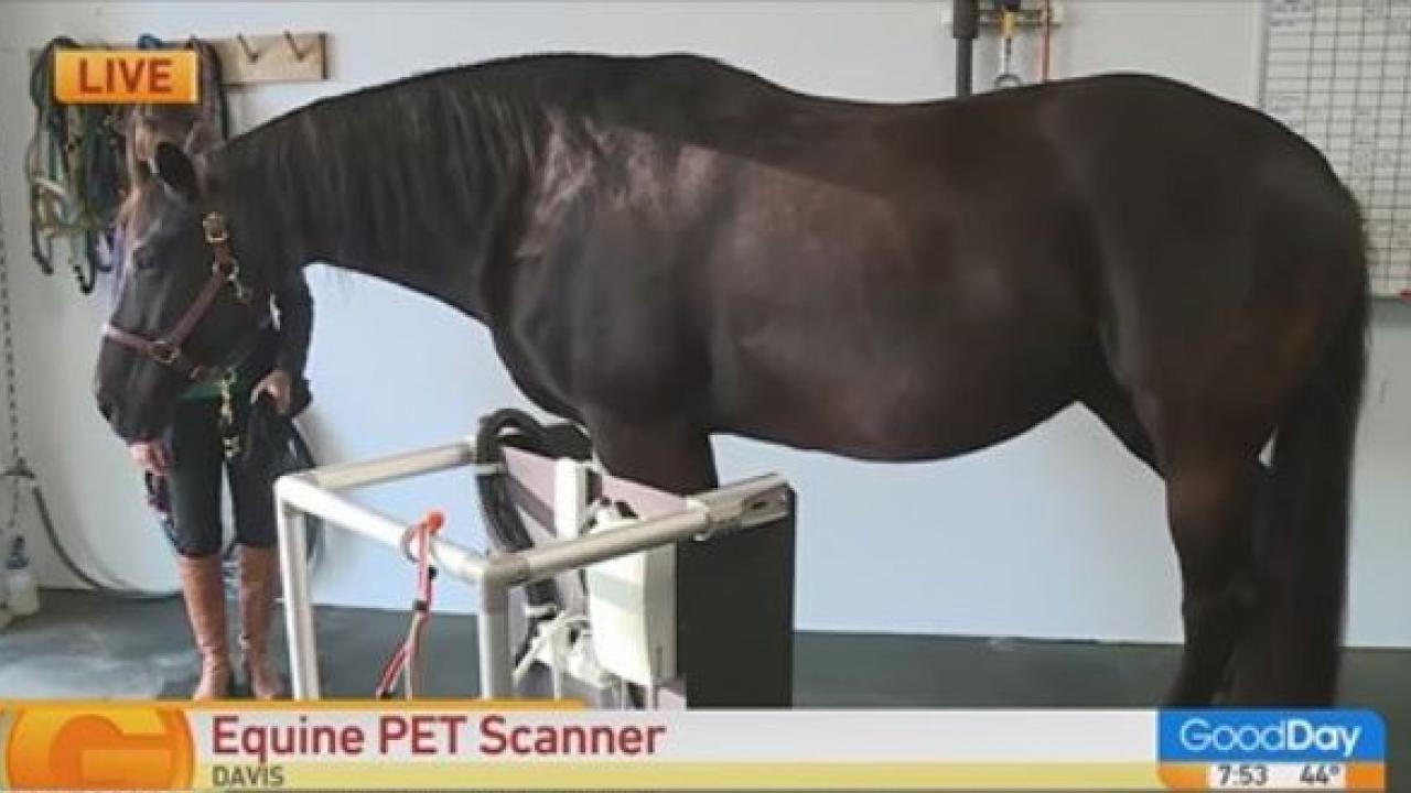 horse standing in equine PET scanner at UC Davis School of Veterinary Medicine