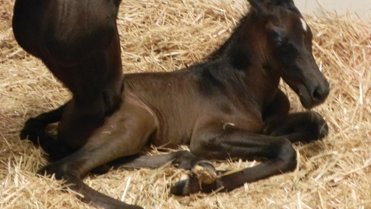 newborn foal