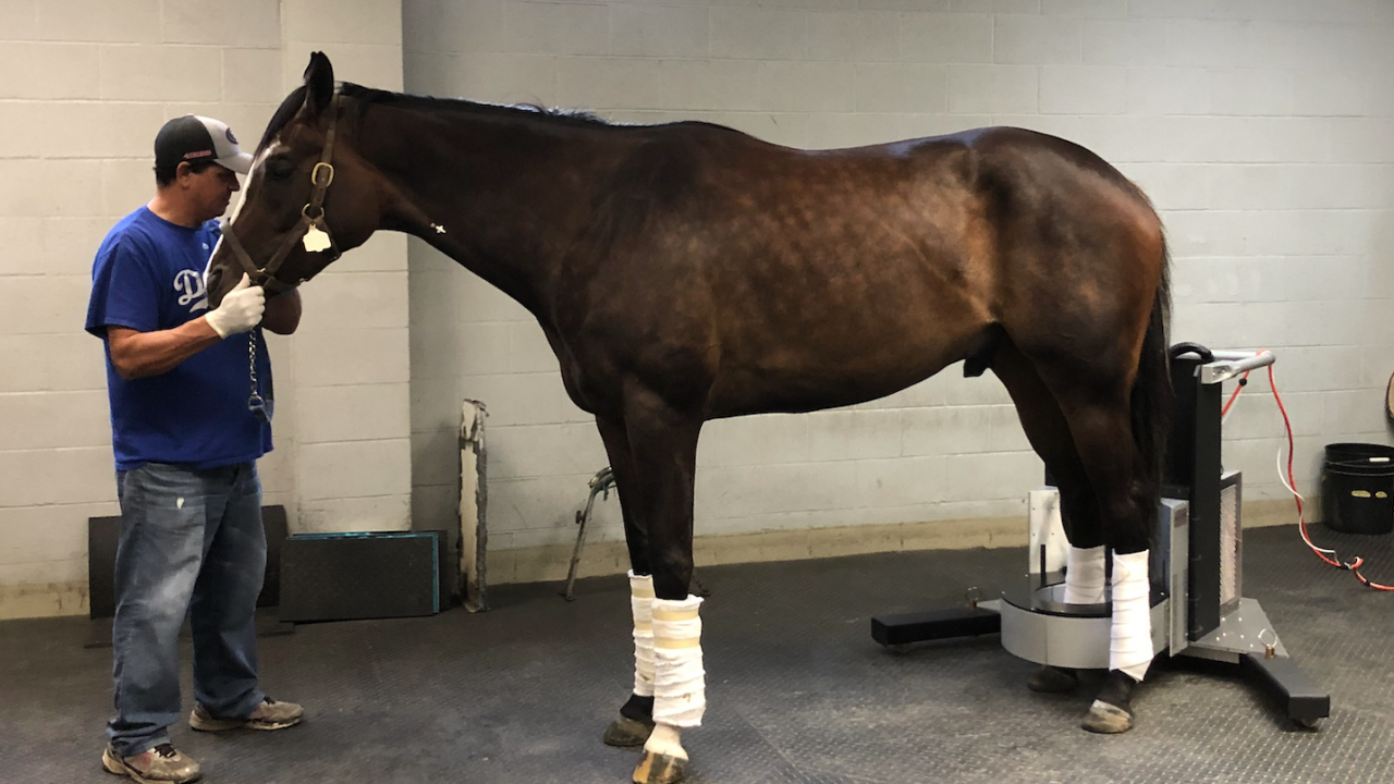 horse with leg in PET scanner