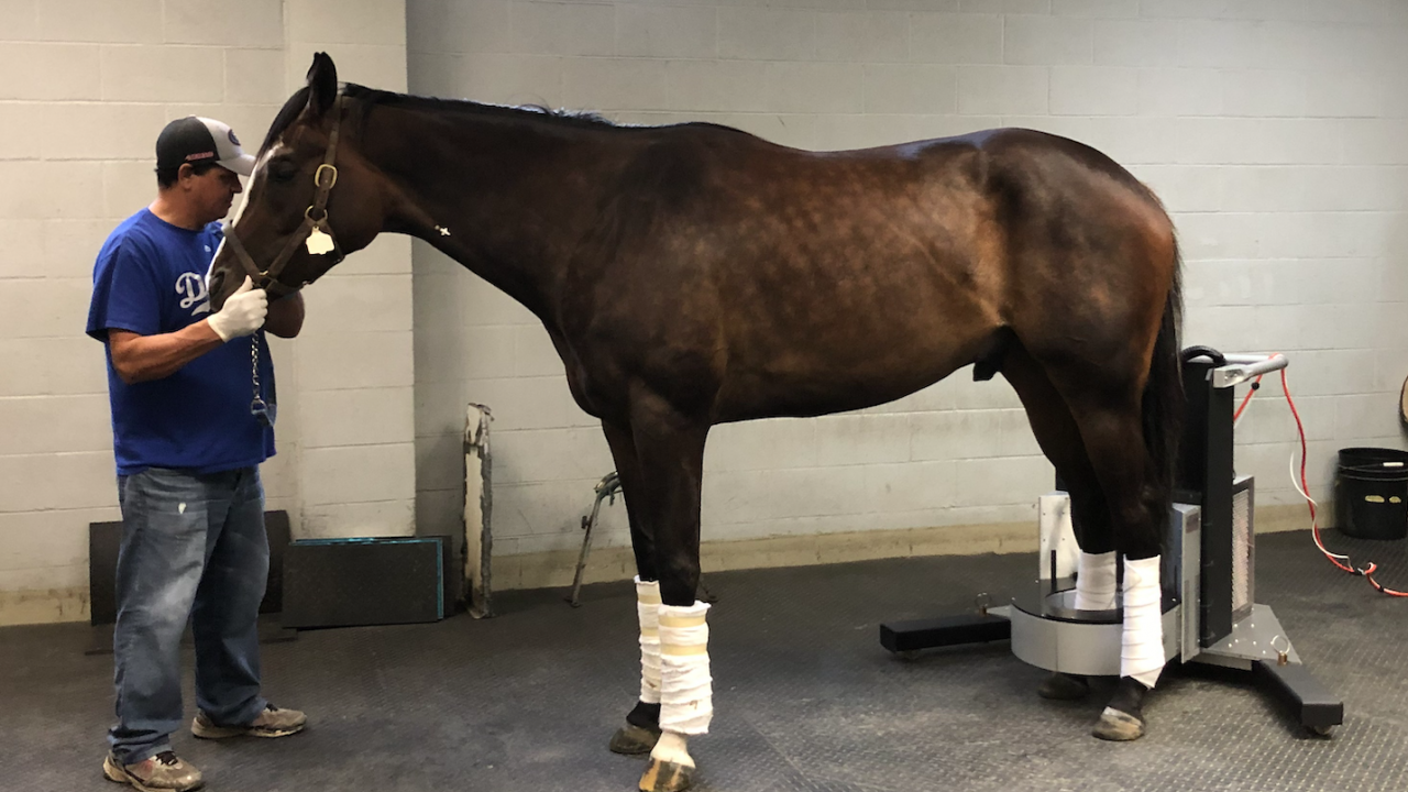 First Year of Equine PET Scans at Santa Anita Success | School Medicine