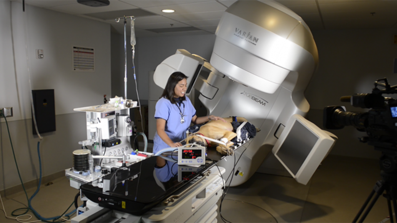 veterinary student assists a dog receiving a radiation treatment on the linear accelerator at the UC Davis veterinary hospital