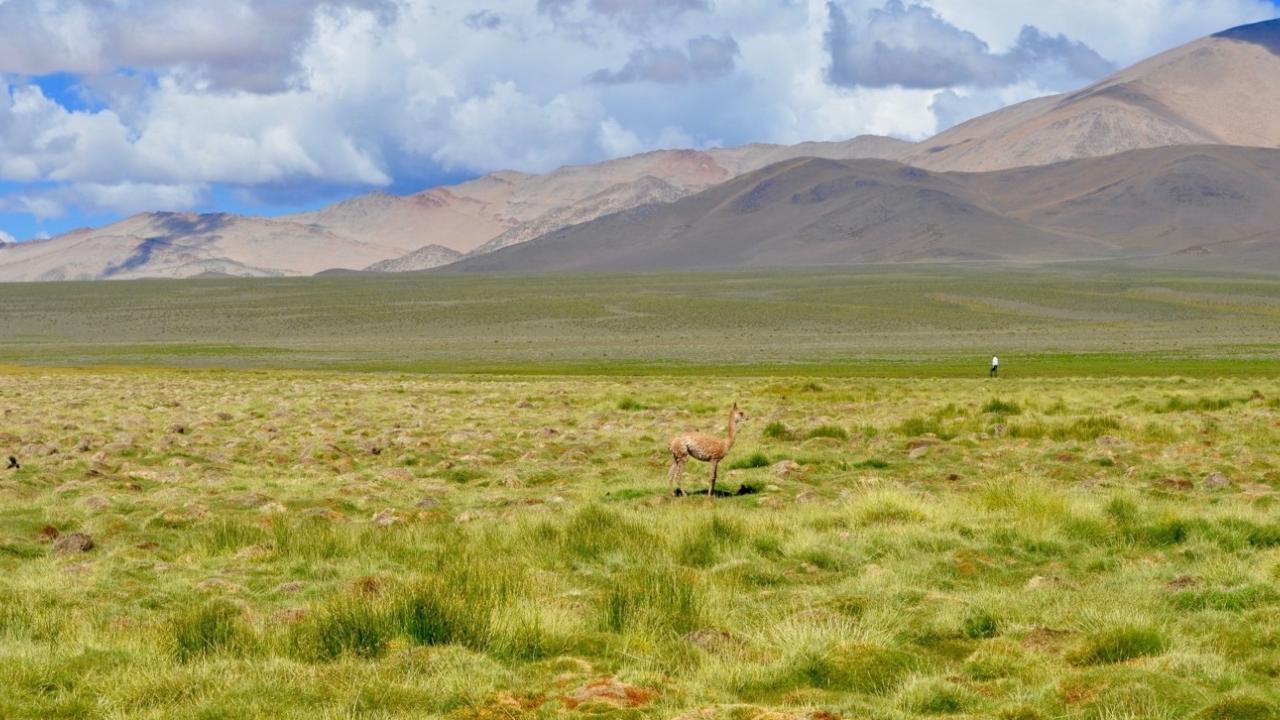 Una vicuña solitaria en los pastizales de altura del Parque Nacional de San Guillermo, en Argentina, tras una epidemia de sarna.