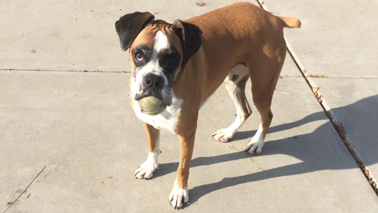 boxer dog