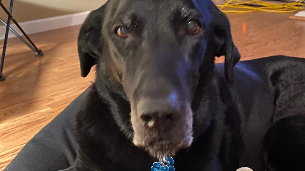 black Labrador retreiver dog