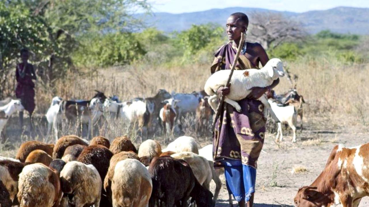 woman with livestock in Tanzania