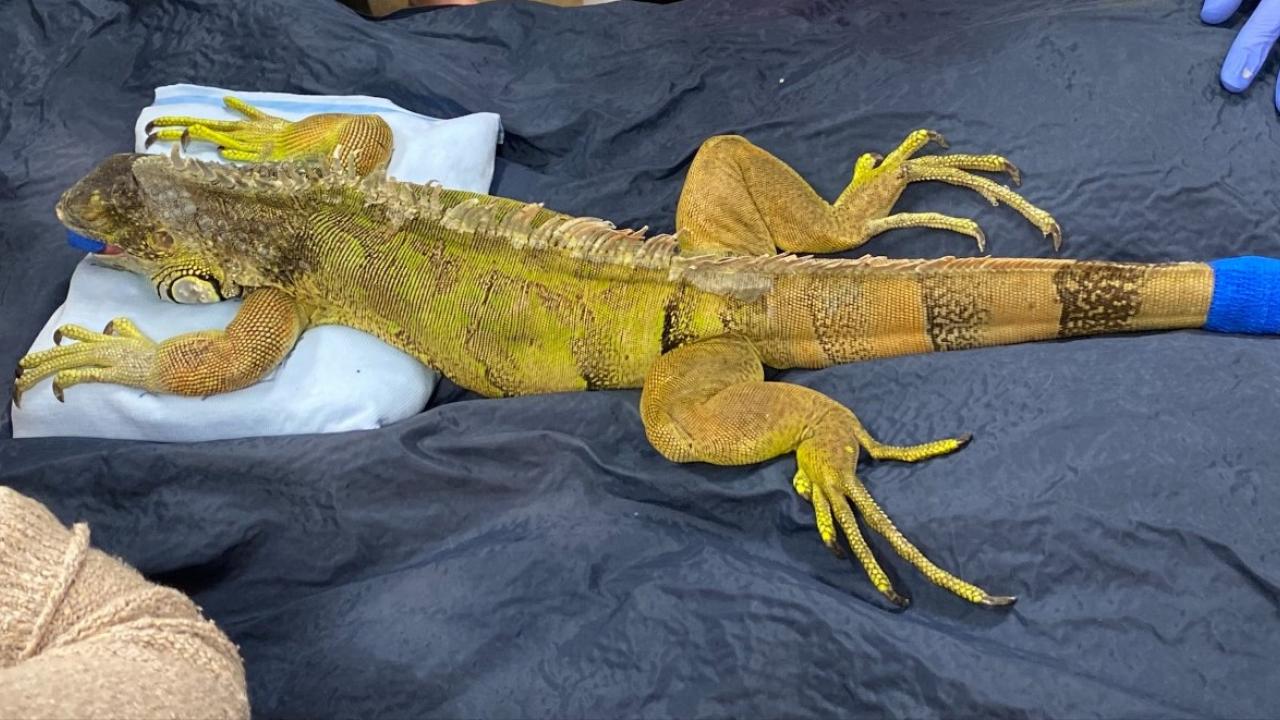 green iguana lizard being examined at the UC Davis veterinary hospital