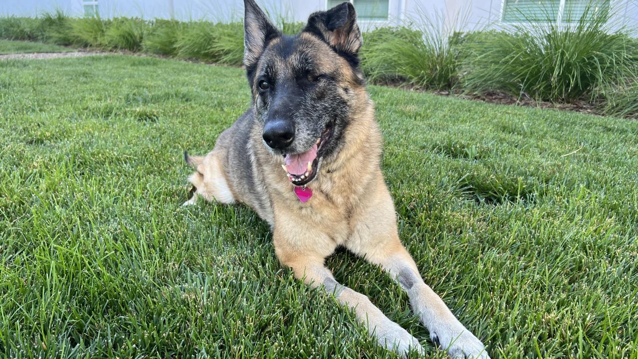 German shepherd laying on grass