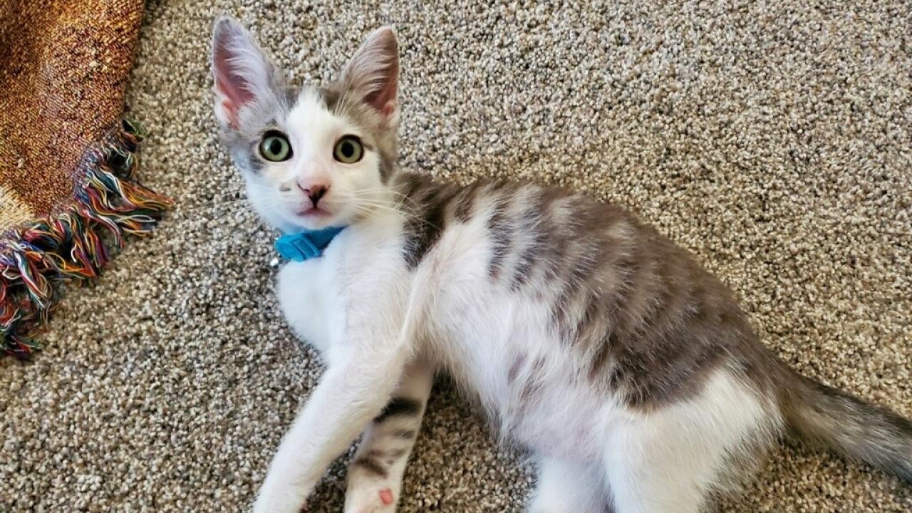 kitten laying on carpet