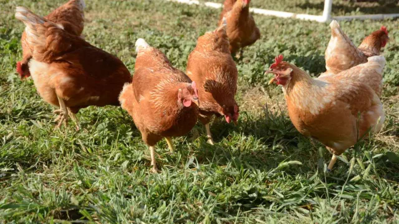 A group of brown chickens pecking and foraging on green grass in a rural setting.