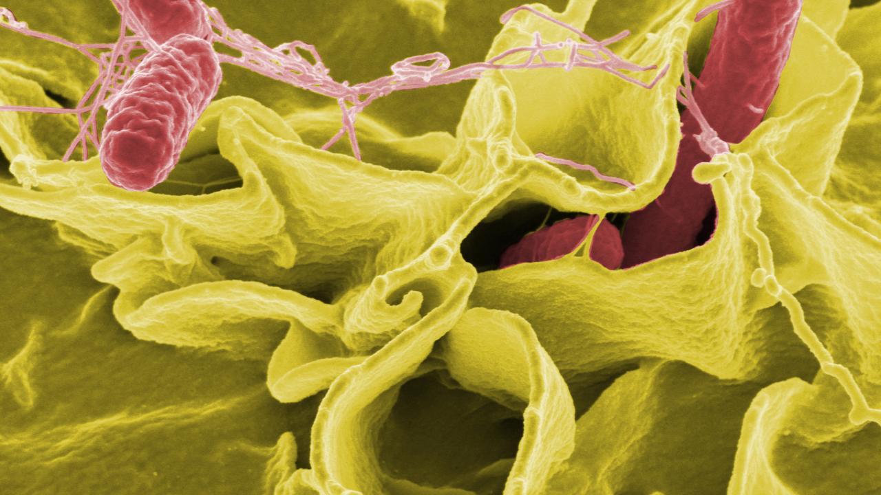 Salmonella bacteria