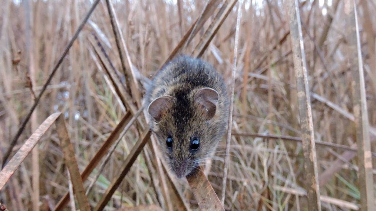 Salt Marsh Harvest Mouse