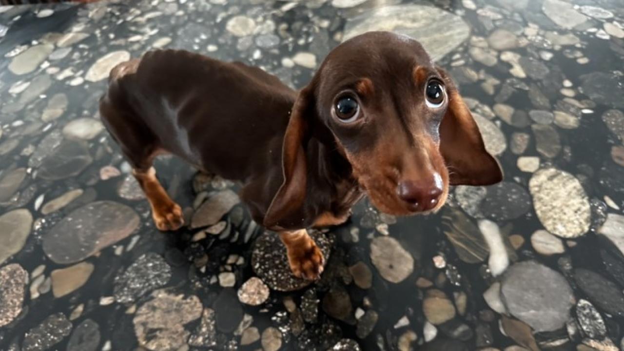 underweight Dachshund puppy