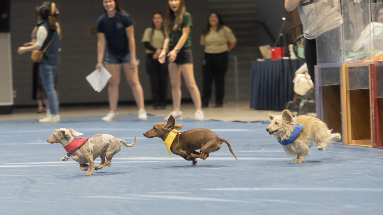 Dogs running in the Doxie Derby