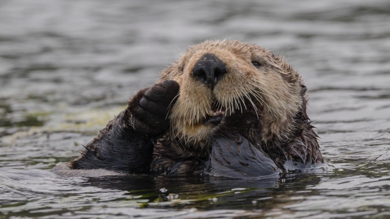 sea otter in Moss Landing