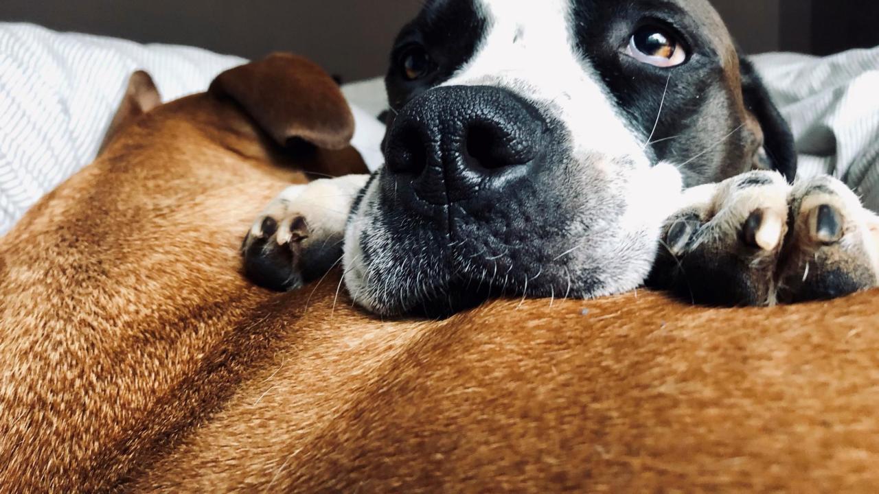 dog peeking over couch