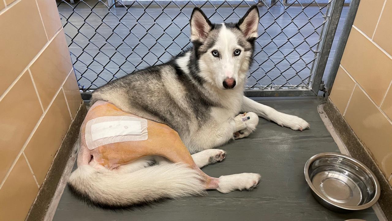 Sky immediately following total hip replacement surgery at the UC Davis veterinary hospital.