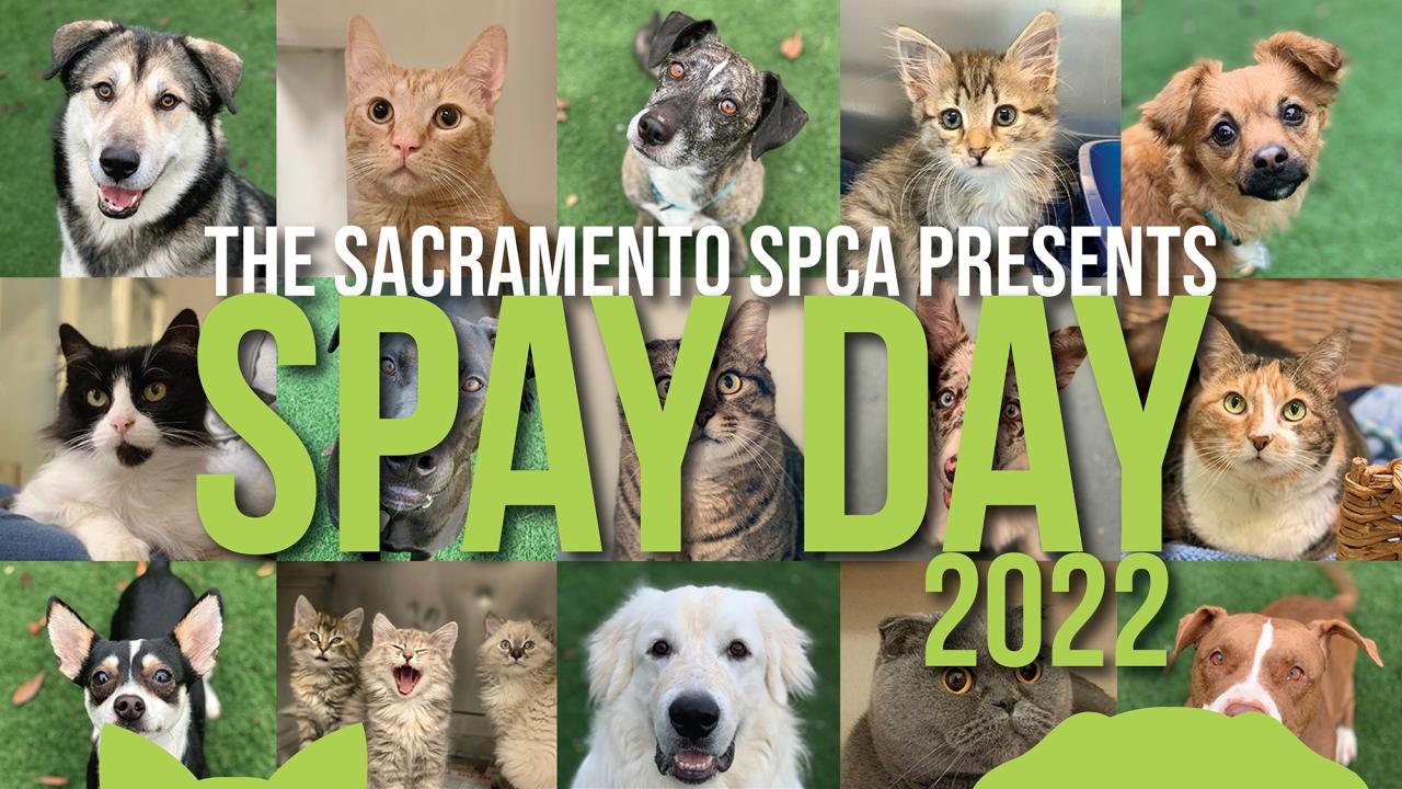 Spay Day logo with multiple pictures of cats and dogs