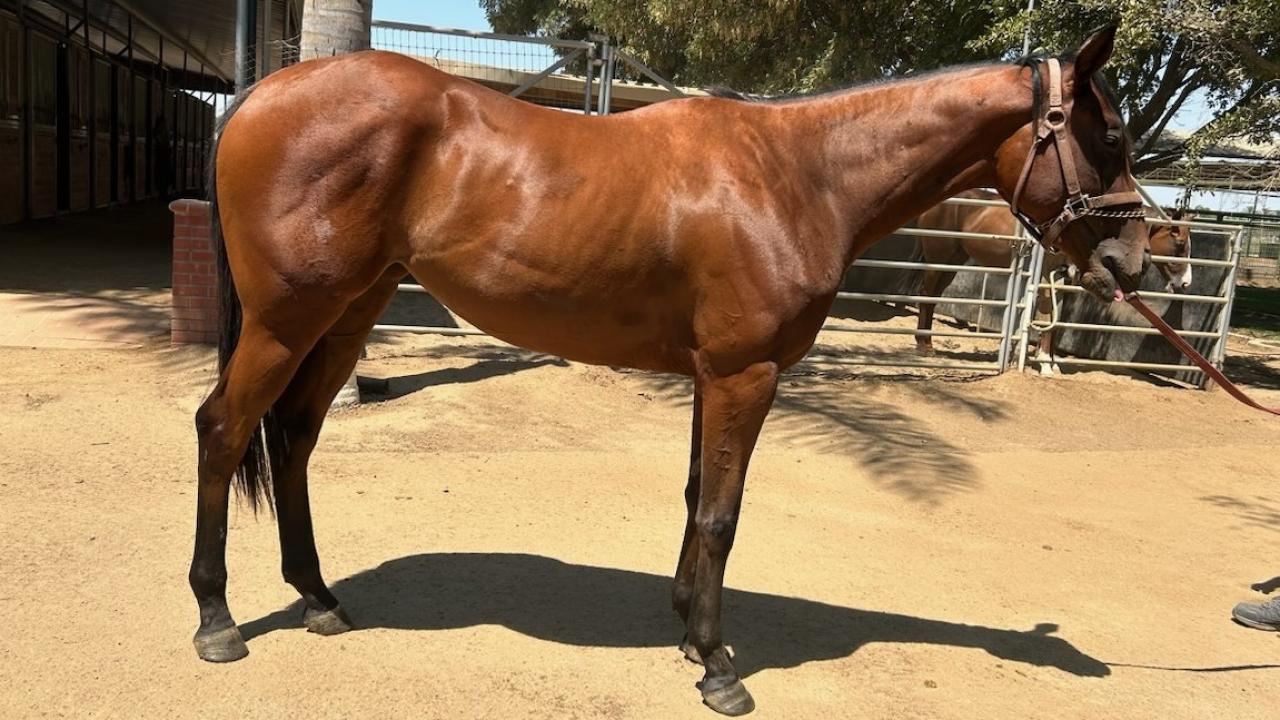 side view of horse