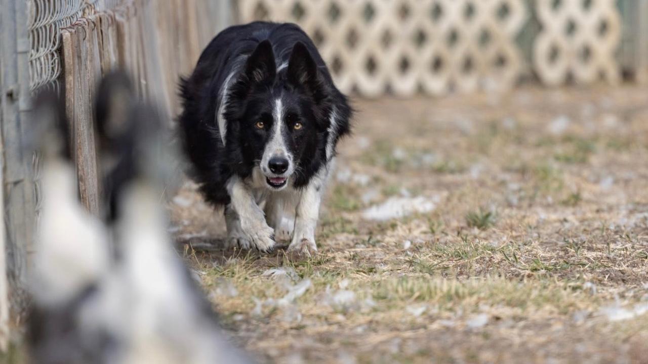 Black-and-white border collie crouched, focused, approaching in yard; blurred geese in foreground