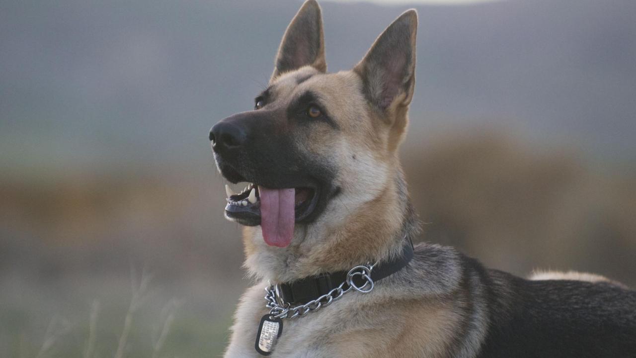 German shepherd dog