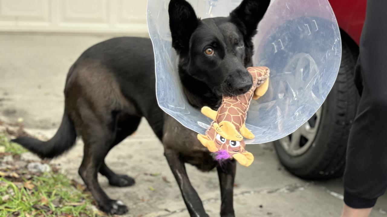 dog wearing protective e-collar while holding a toy in her mouth