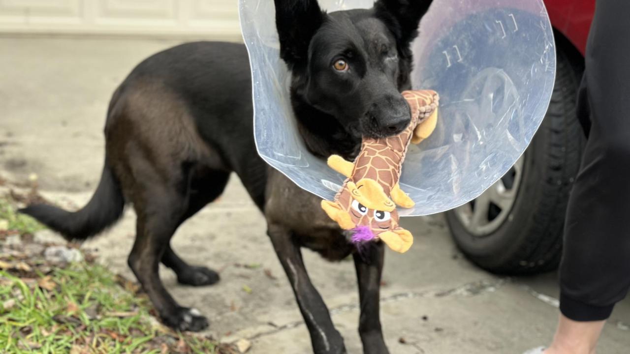 dog wearing protective e-collar while holding a toy in her mouth