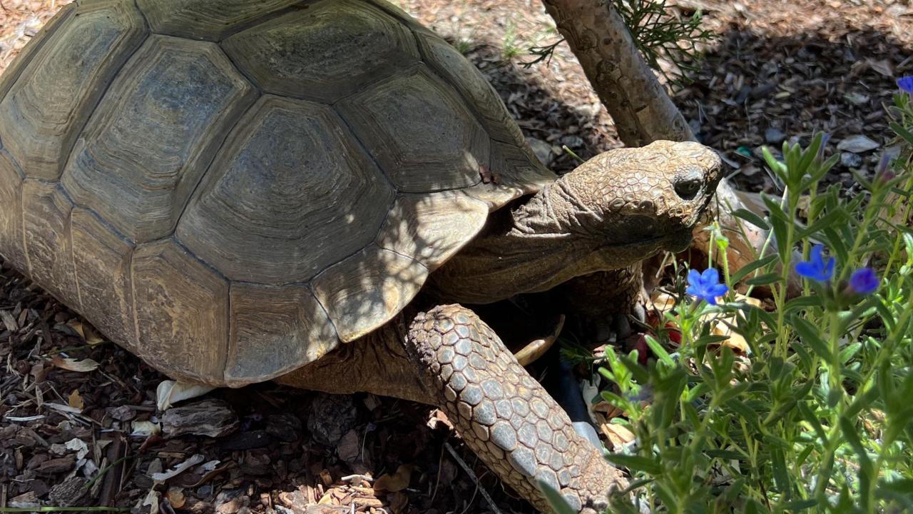 tortoise on grass