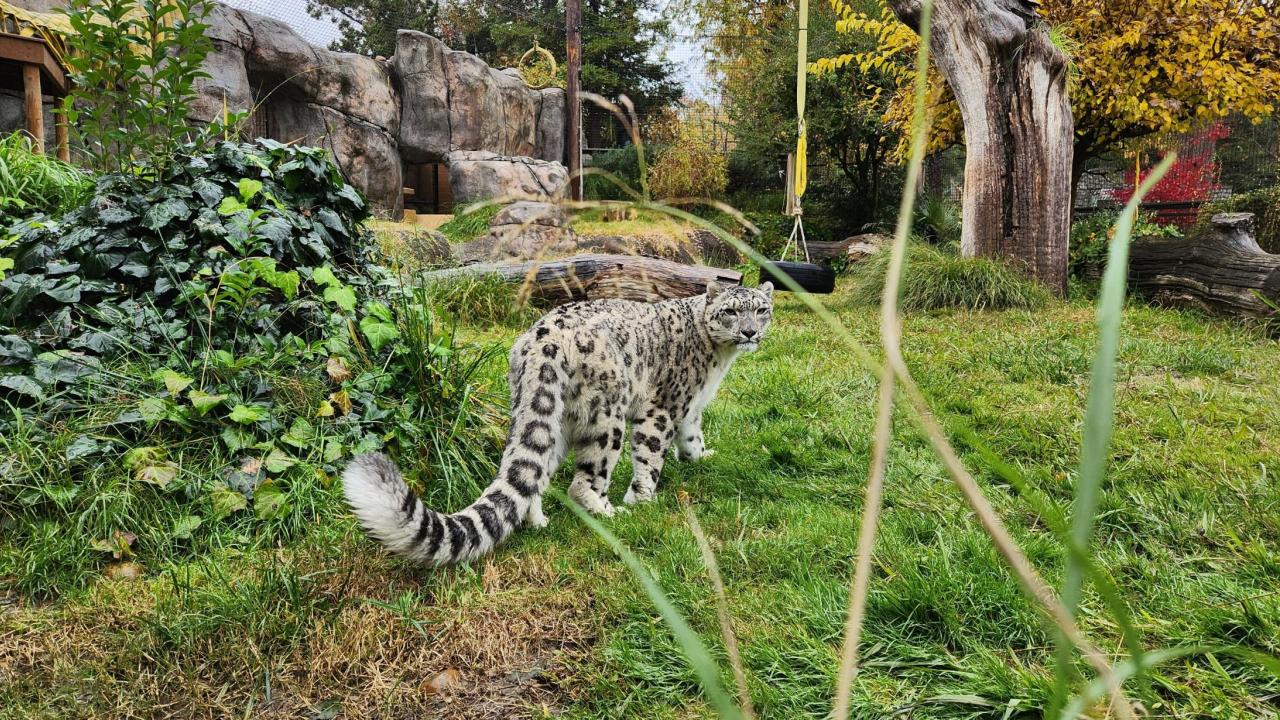 snow leopard in zoo habitat