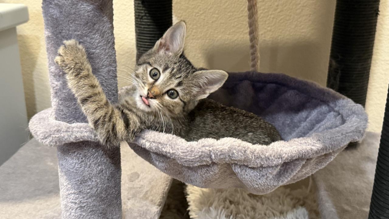 kitten in cat tree