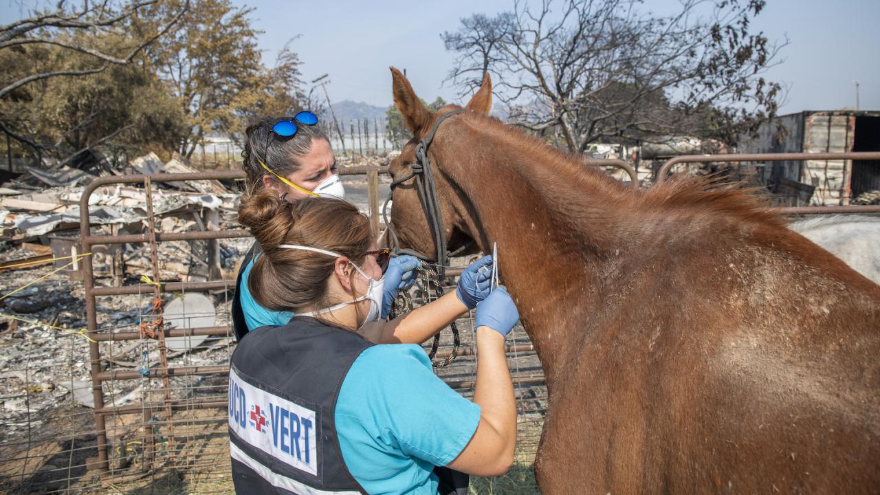 veterinarians treating horse in fire zone