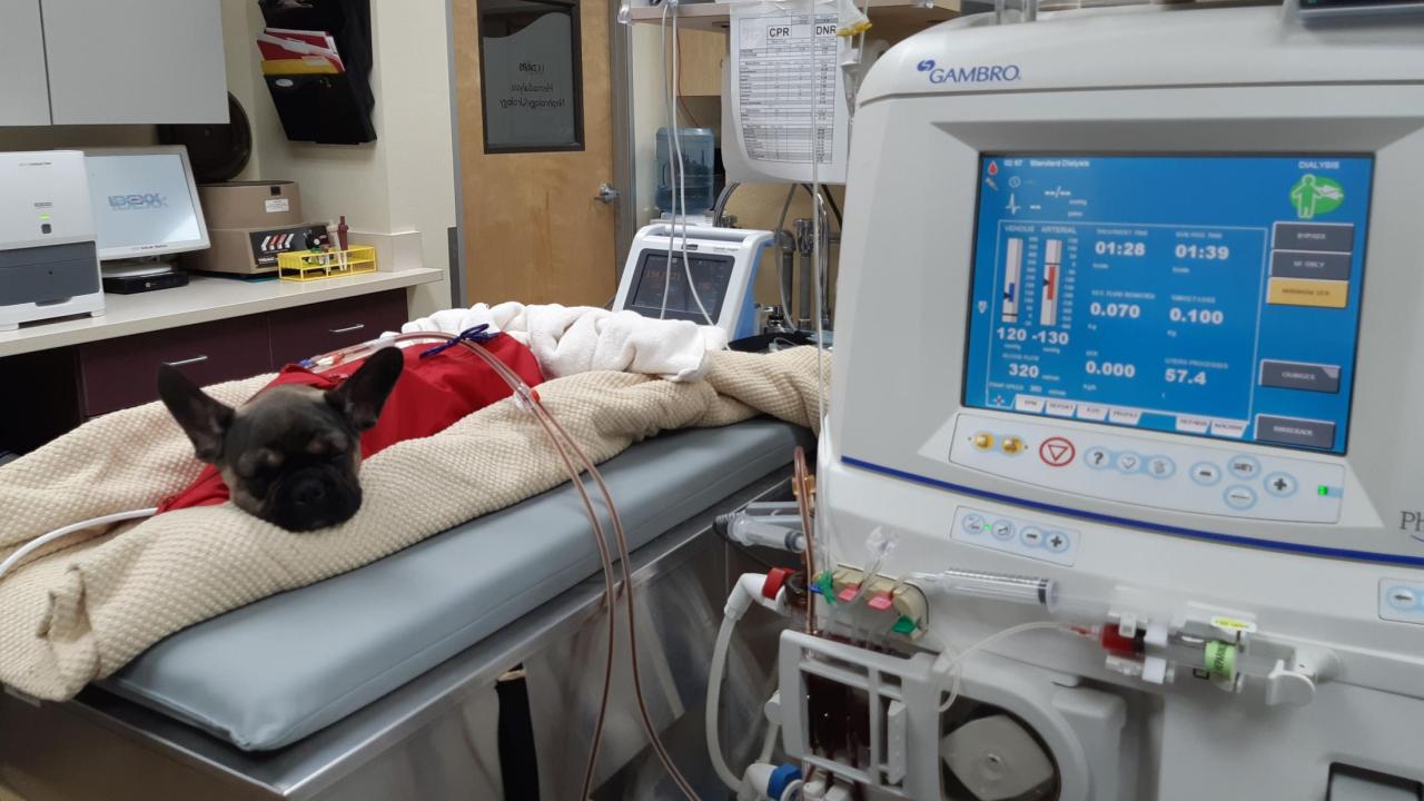 A dog undergoes a hemodialysis treatment at the UC Veterinary Medical Center – San Diego.