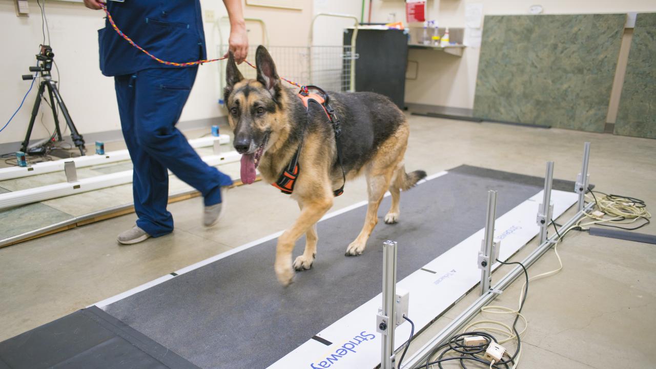 dog on treadmill at VORL