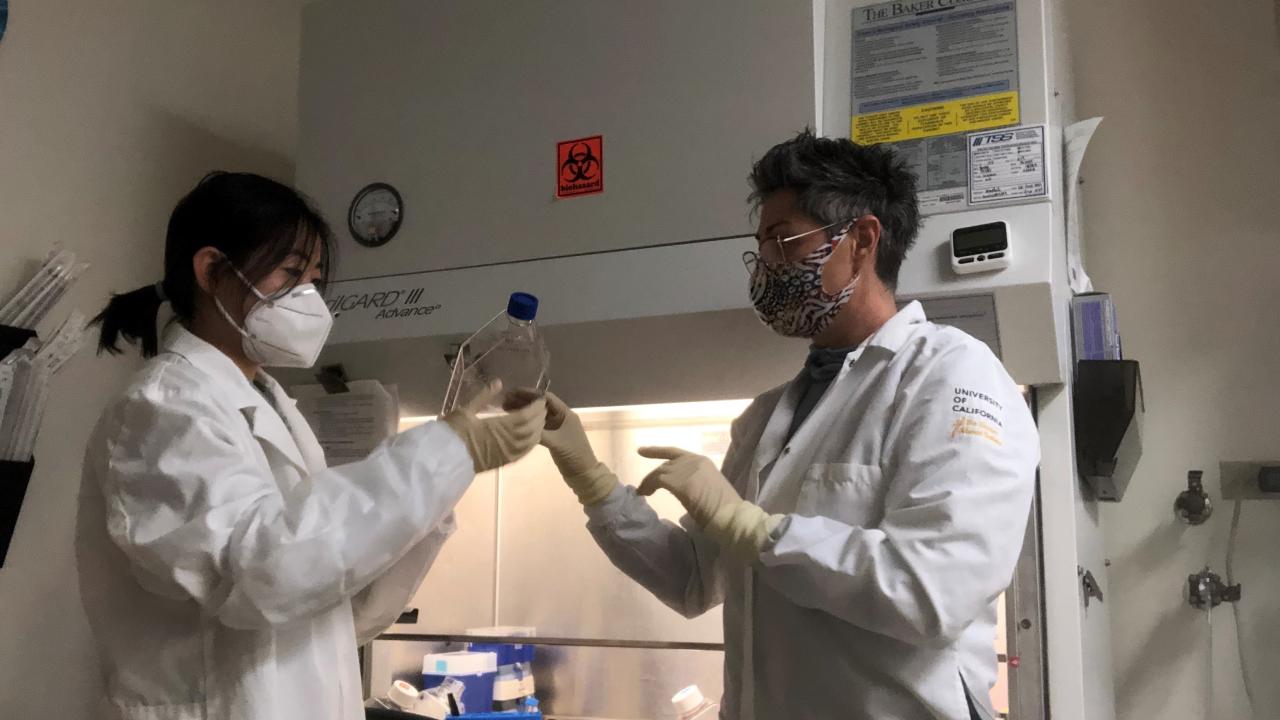 Undergraduate biotechnology major Enmian Chang (left) and Dr. Natalia Vapniarsky discuss cell growth during the tissue engineering study