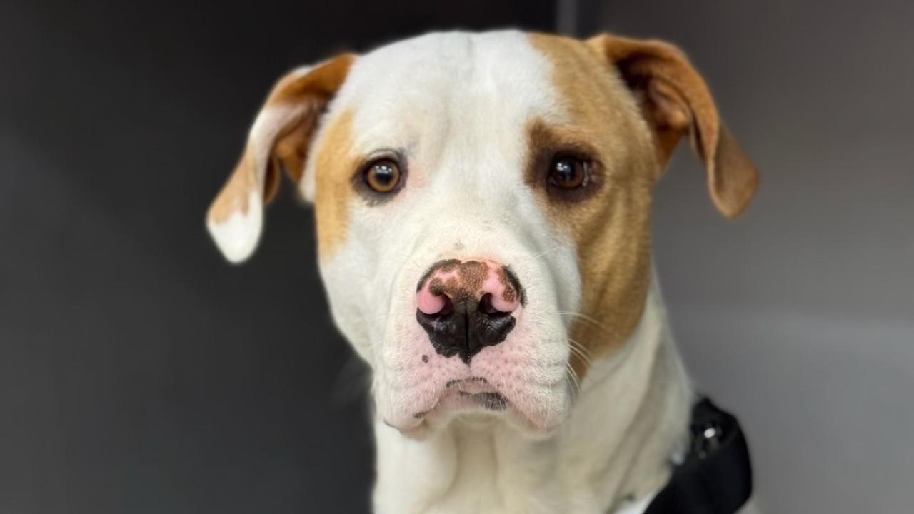 brown and white dog