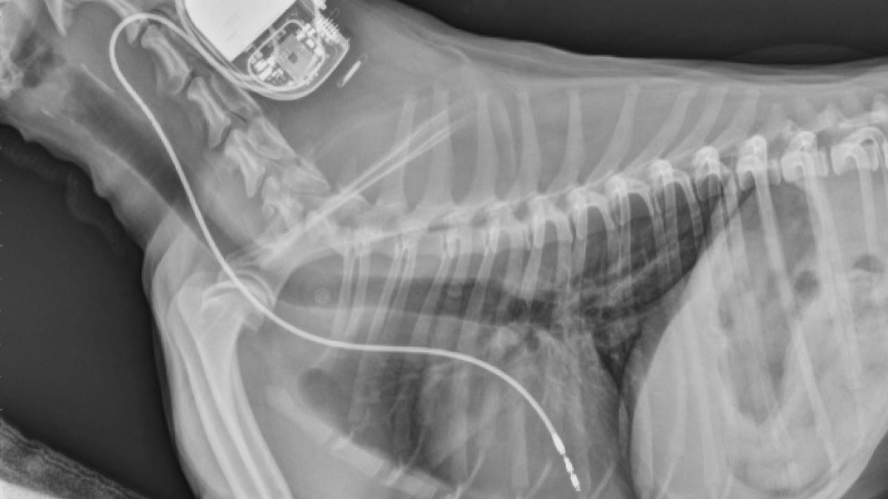 xray of dog showing pacemaker implanted